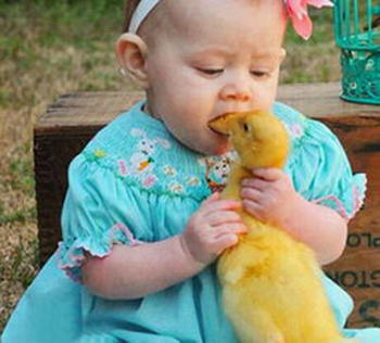 我只是想和小鸭接个吻