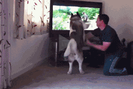 狗狗太激动，想跟电视里的熊决斗