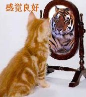 小猫在镜子里变老虎，感觉真好