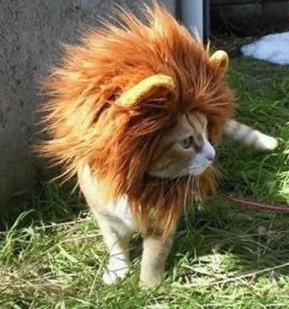我不想做猫，戴上假发变狮子