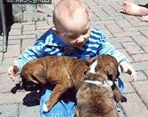 把两只小狗抱在怀里的小孩