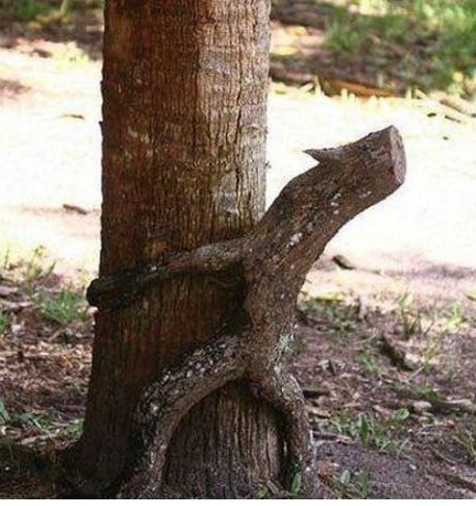 怀抱大树的树根