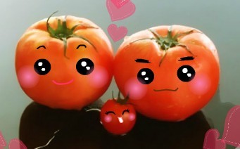 幸福三口之家的西红柿