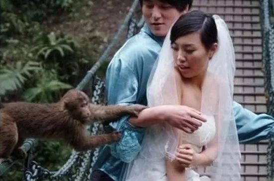 好色小猴子，快放开我的新娘